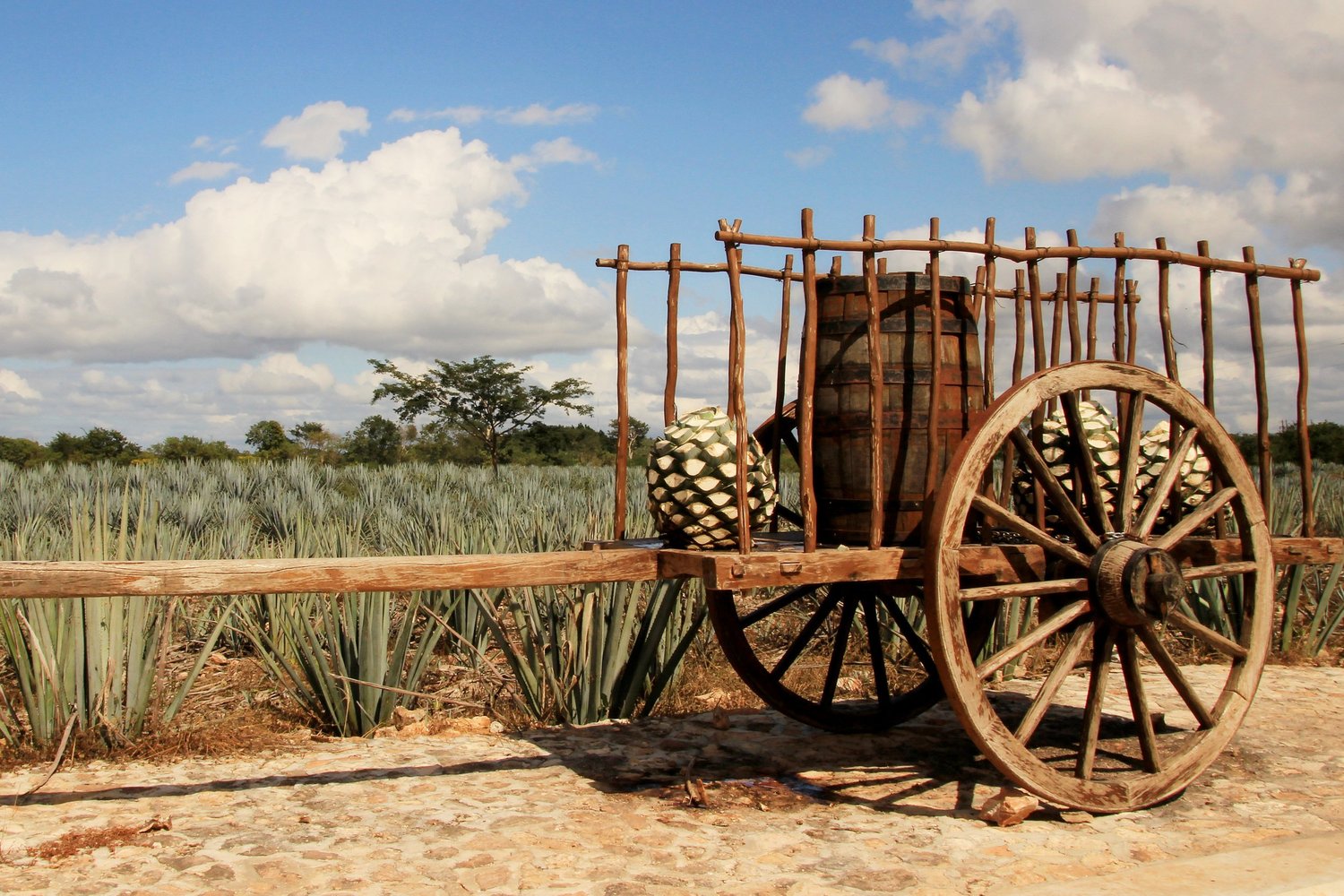 A traditional tequila cart in the blue-agave fields of the Jalisco Highlands