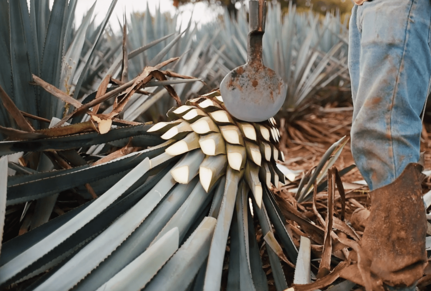 CaliFino — Agave & Craft