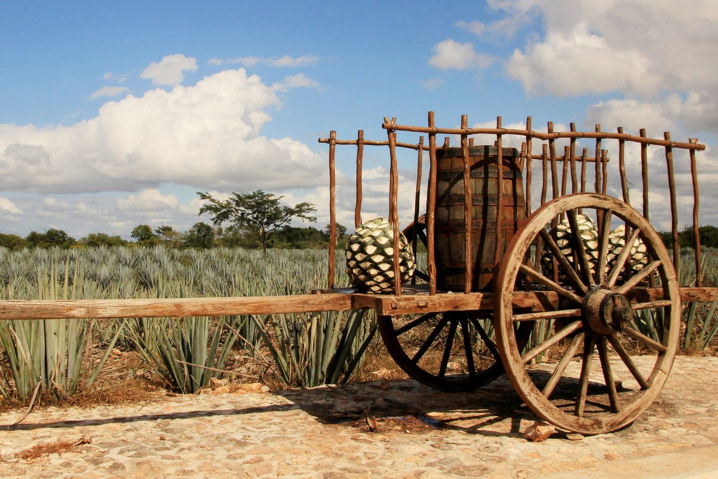 A wooden cart loaded with a barrel and agave piñas at the edge of a blue agave field under a blue sky